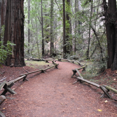 Trail in Armstrong Redwoods SNP - Guerneville CA