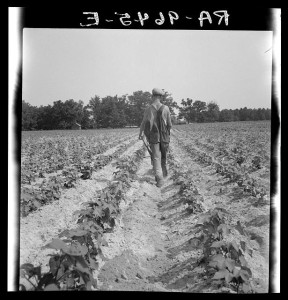 North Carolina tenant farmer, photographed by the WPA in 1936.